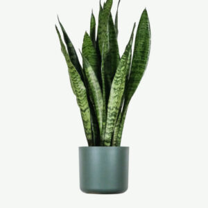 Aralia Ming